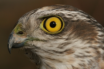 Atmaca