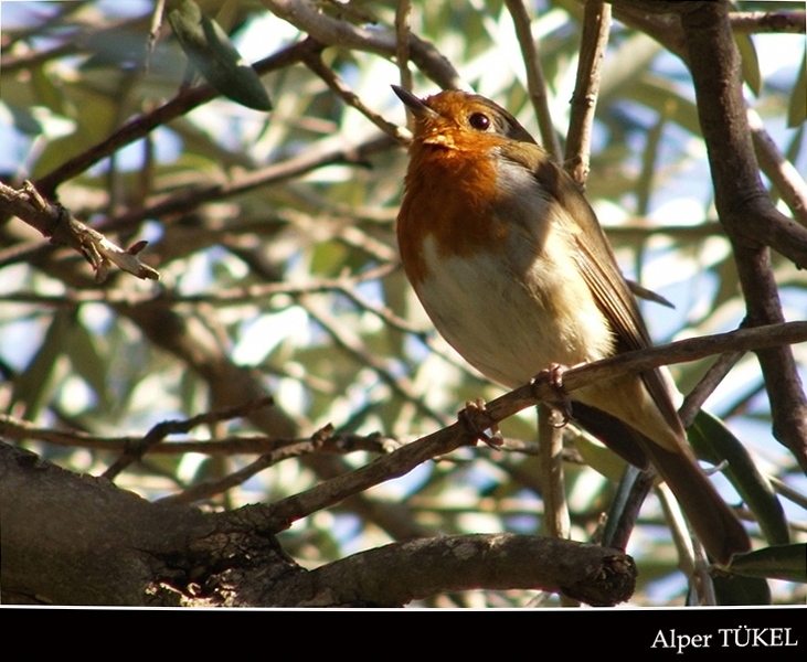 European Robin