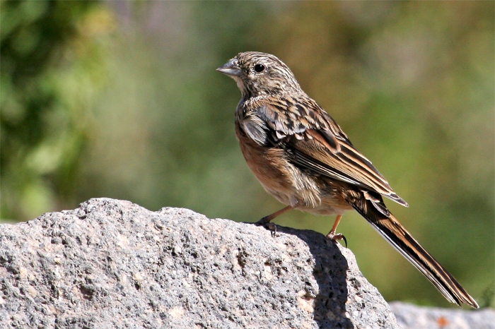 Rock Bunting