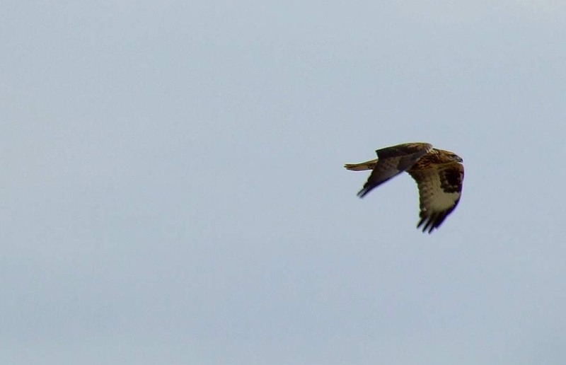 Long-legged Buzzard