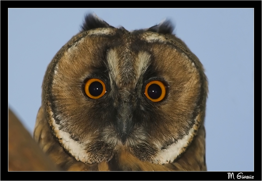 Long-eared Owl