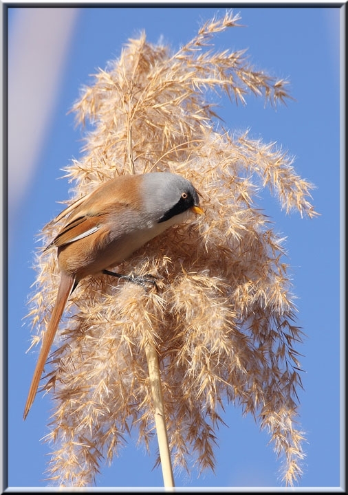 Bearded Reedling