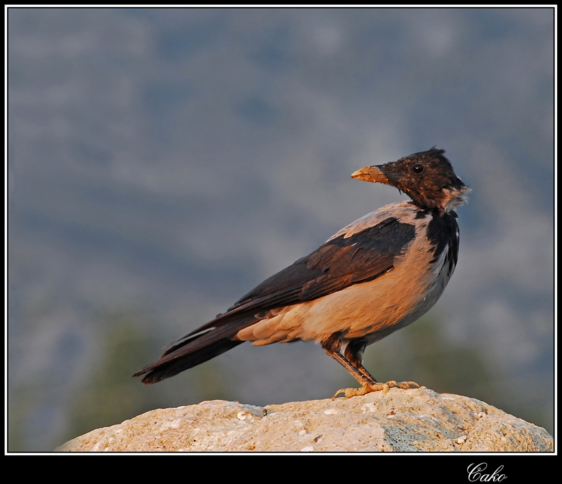 Leş Kargası