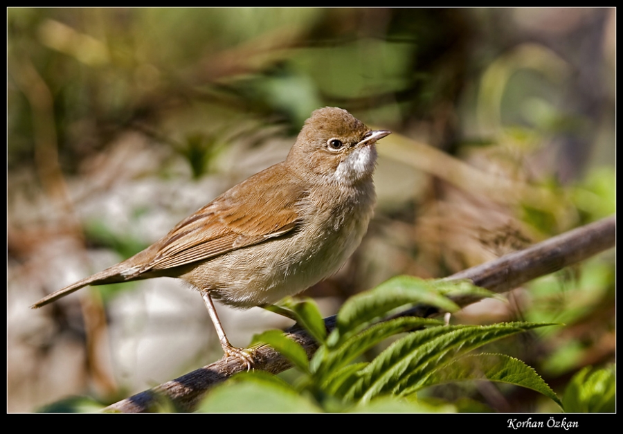 Common Whitethroat