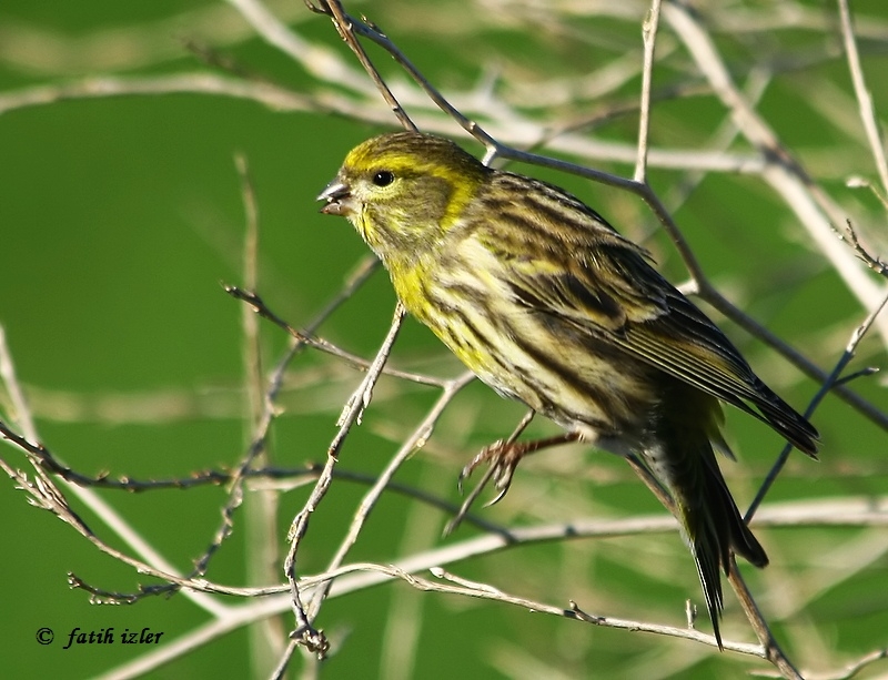 European Serin