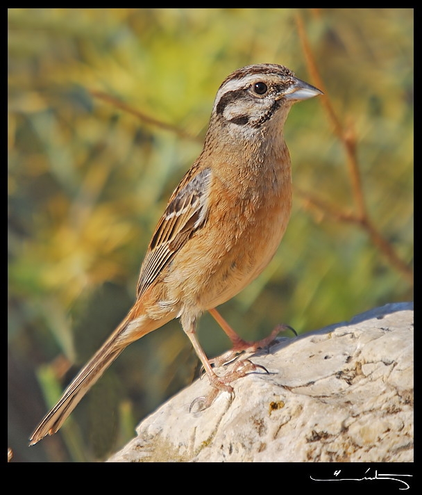 Rock Bunting