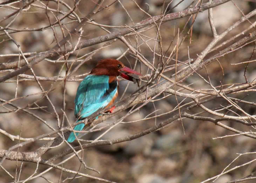 White-throated Kingfisher