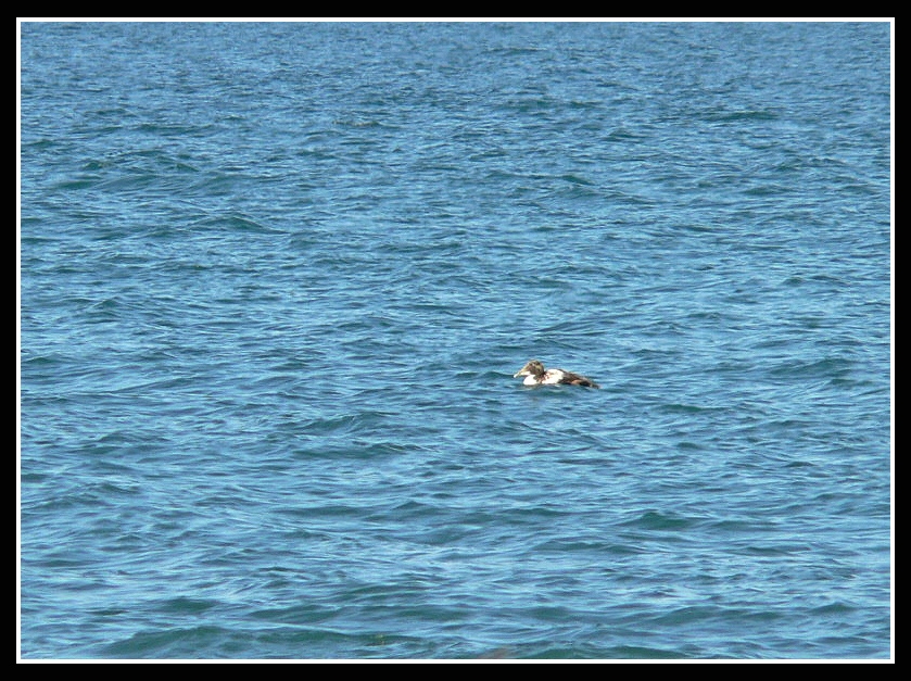 Common Eider