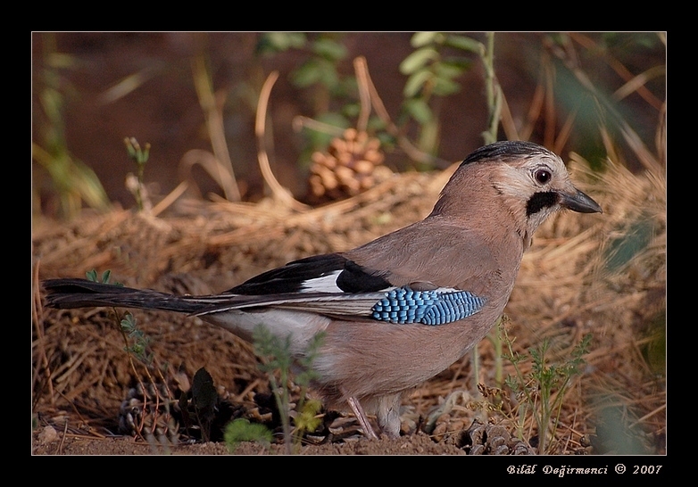 Eurasian Jay