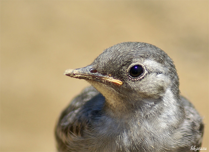 White Wagtail