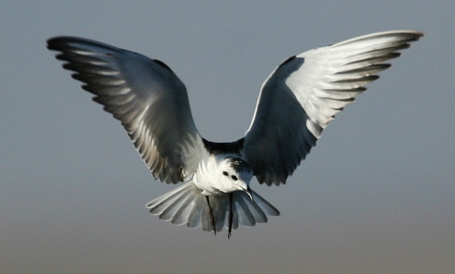 Little Gull