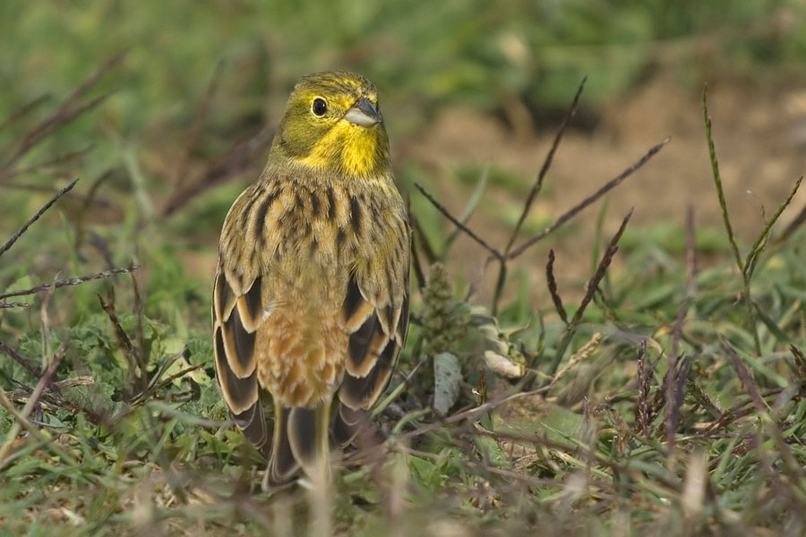 Yellowhammer