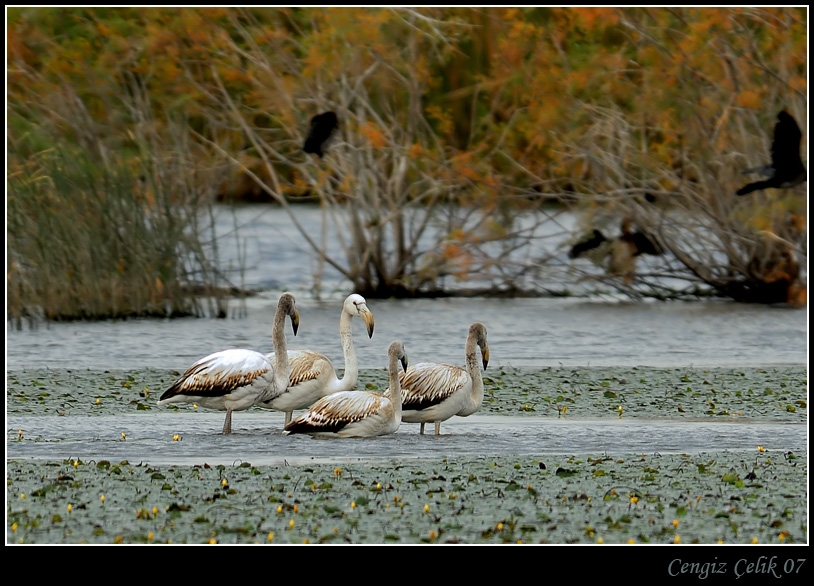 Greater Flamingo