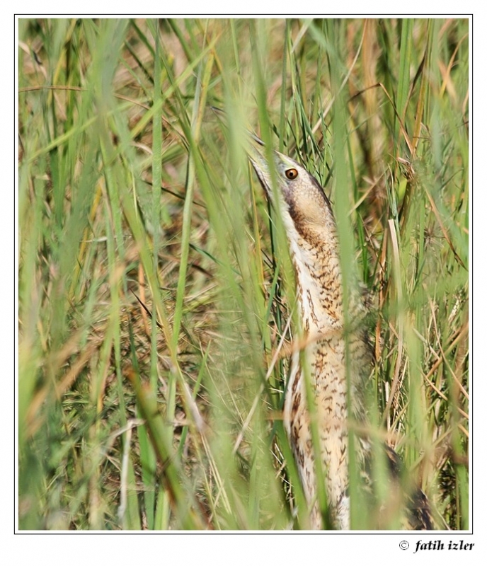 Eurasian Bittern