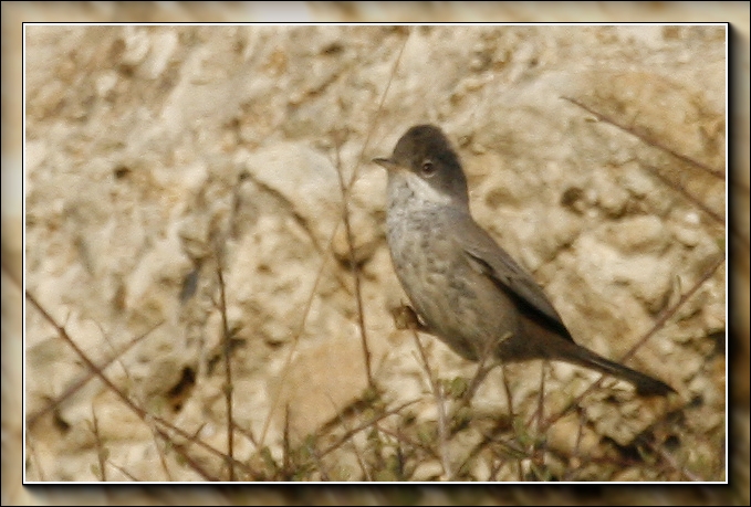Cyprus Warbler