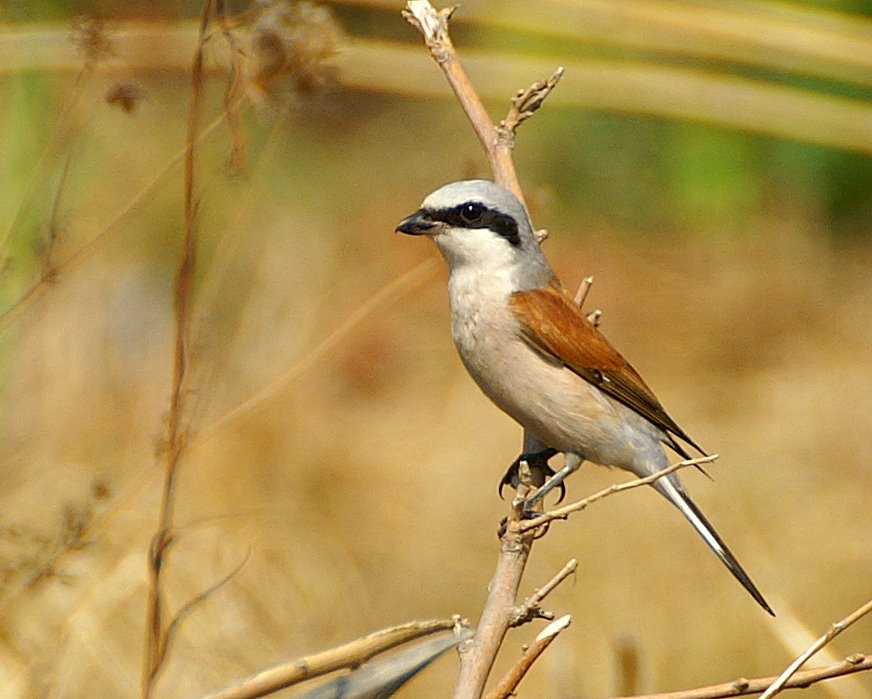 Red-backed Shrike