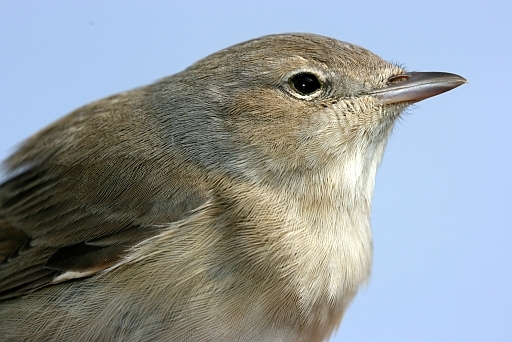 Garden Warbler