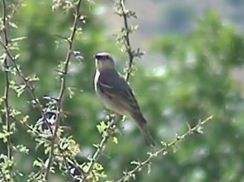 Yellow-throated Sparrow