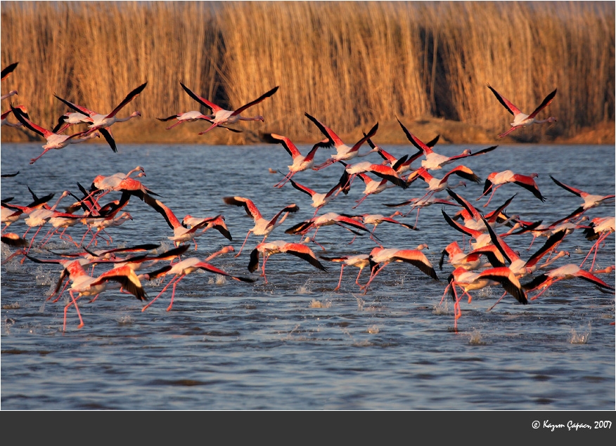 Greater Flamingo