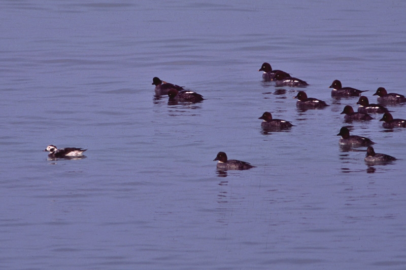 Long-tailed Duck