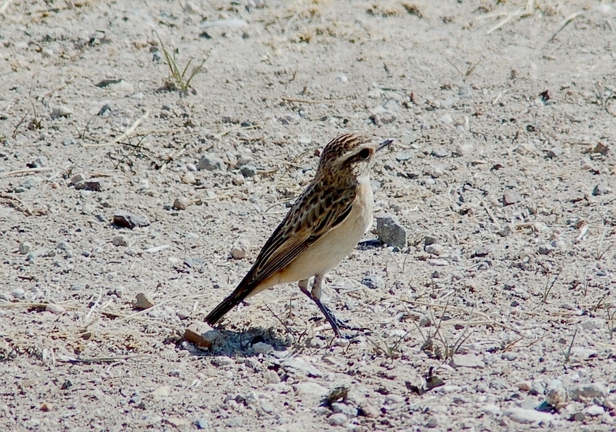 Whinchat