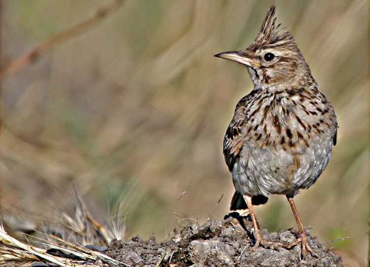 Crested Lark