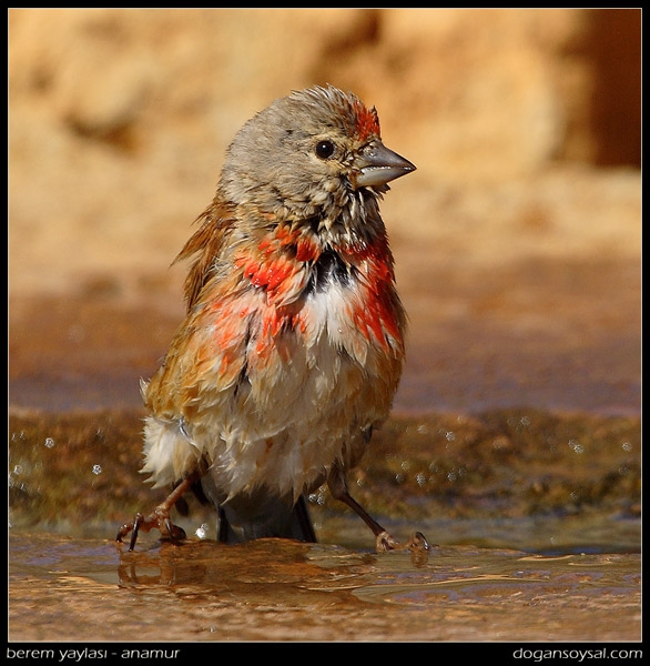 Common Linnet