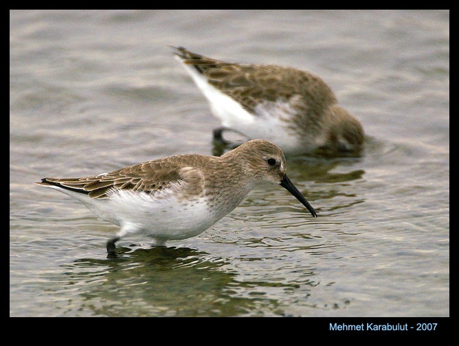 Dunlin