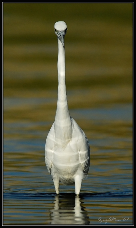 Little Egret