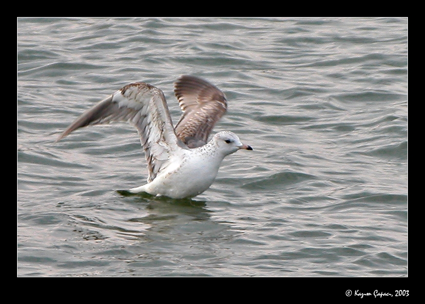 Common Gull