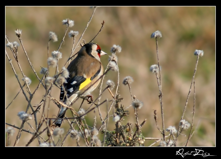European Goldfinch