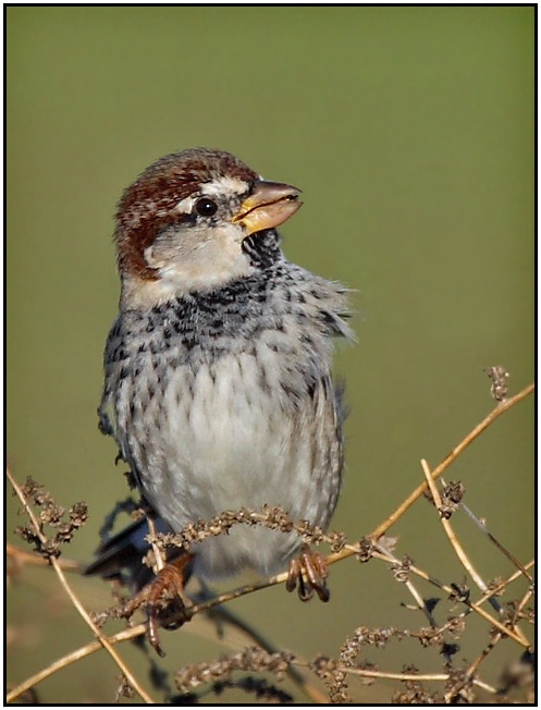 Spanish Sparrow