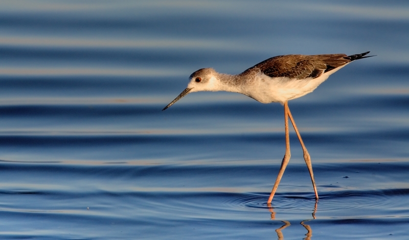 Black-winged Stilt