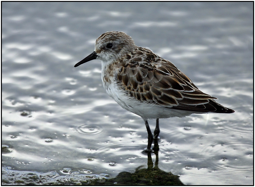 Little Stint