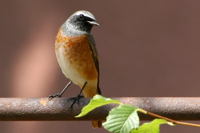 Kızılkuyruk