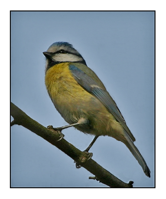 Eurasian Blue Tit