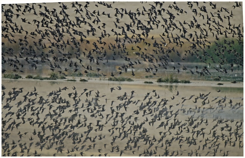 Common Starling