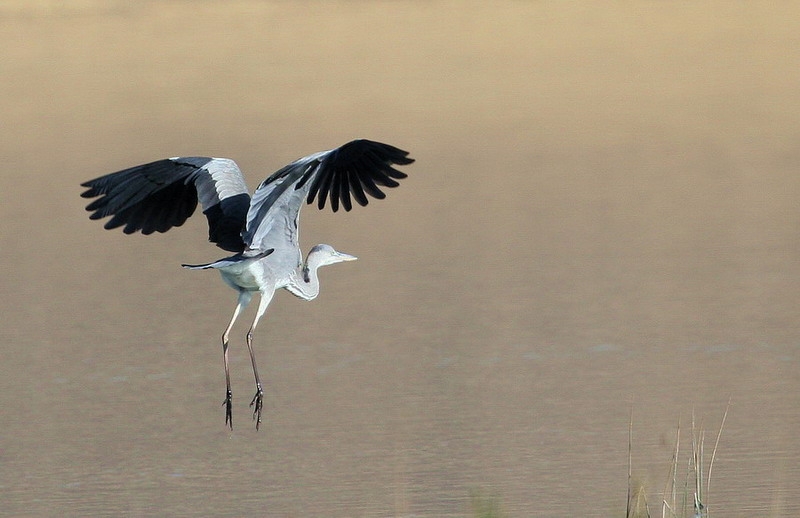 Grey Heron