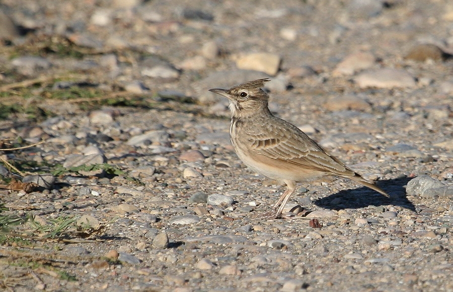 Crested Lark