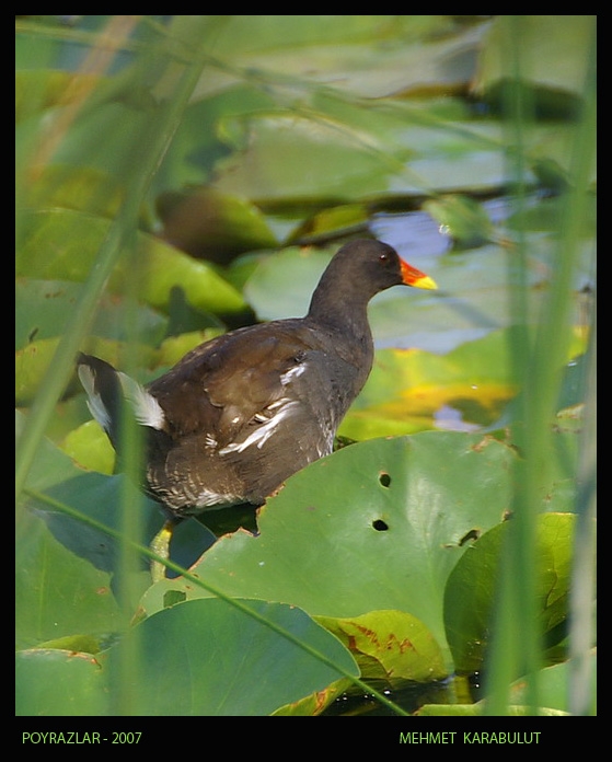 Common Moorhen
