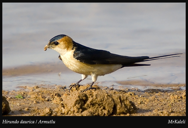 Red-rumped Swallow