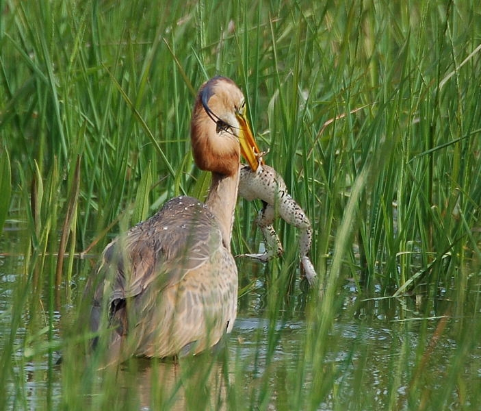 Purple Heron