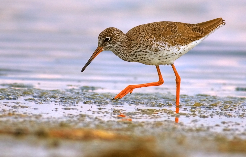 Common Redshank