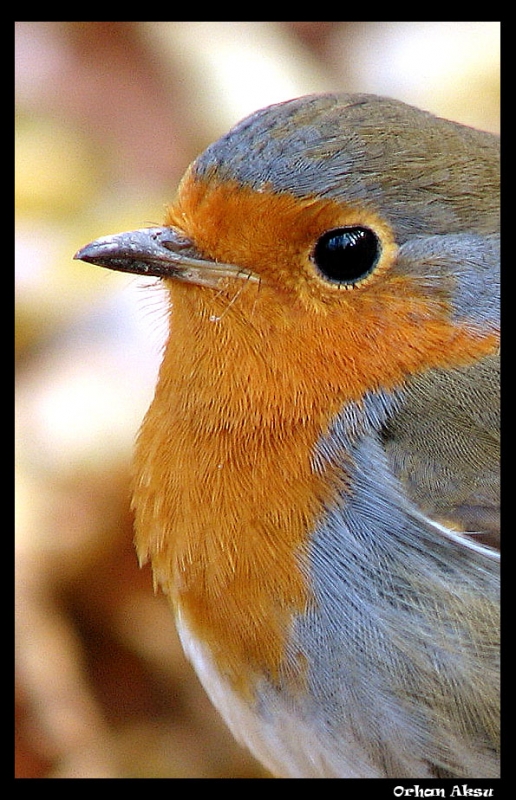 European Robin
