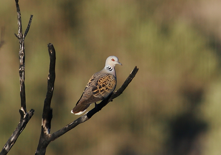 European Turtle Dove