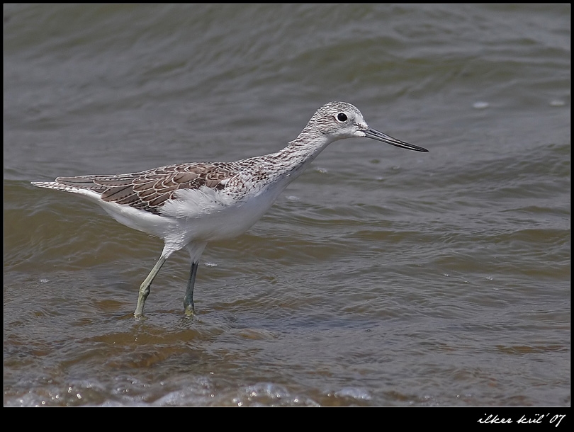 Common Greenshank
