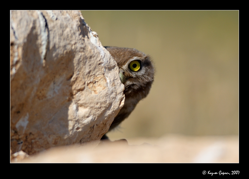 Little Owl