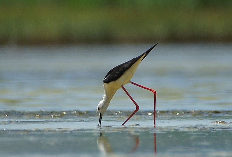 Black-winged Stilt