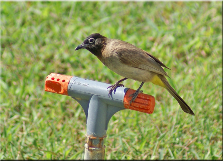 White-spectacled Bulbul