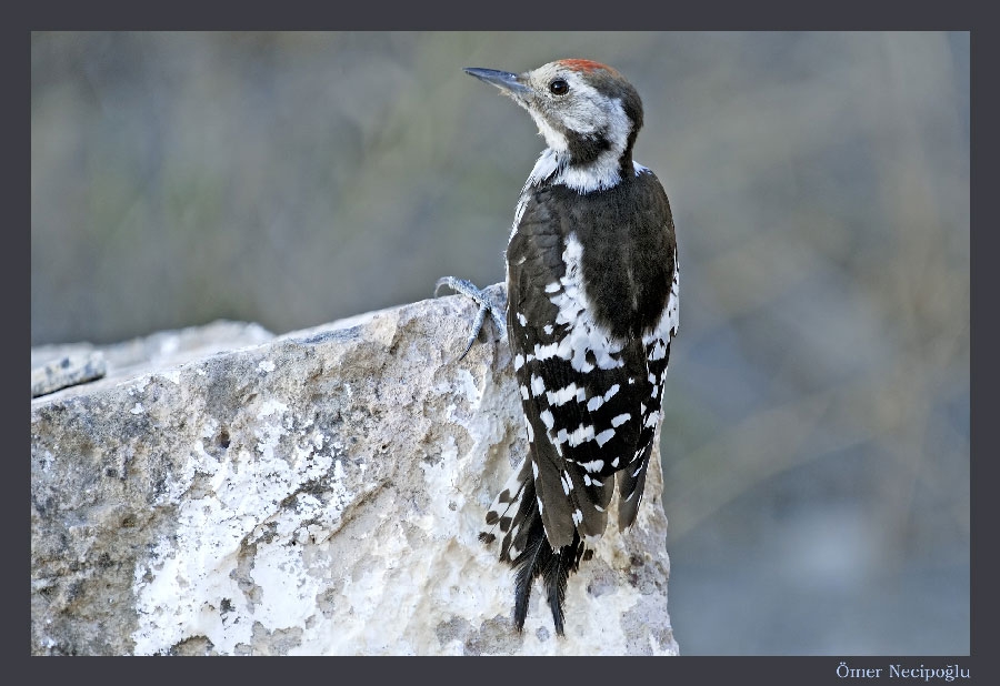 Middle Spotted Woodpecker